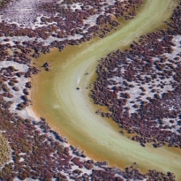 Serpentine