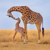 A mother's love