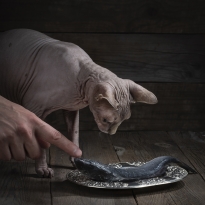 Cat and fish