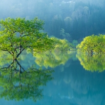 LIVING GREEN