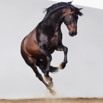 El Salto