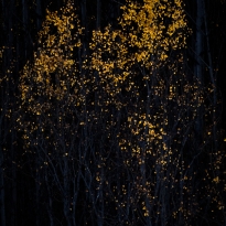 Gold dust