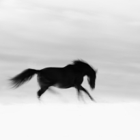 Run free