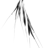 Wild Oat
