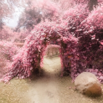 InfrareDreams