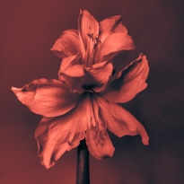 (untitled)