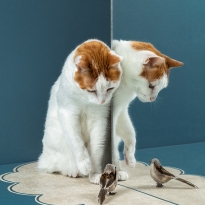 Playing with a bird