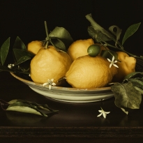 STILL LIFE REBORN