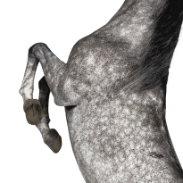 Grayscale Points