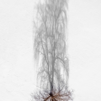 Shadow on the snow