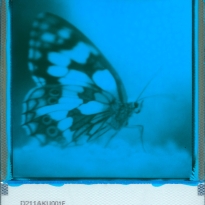 Butterfly Angel