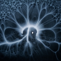 Ice land flower